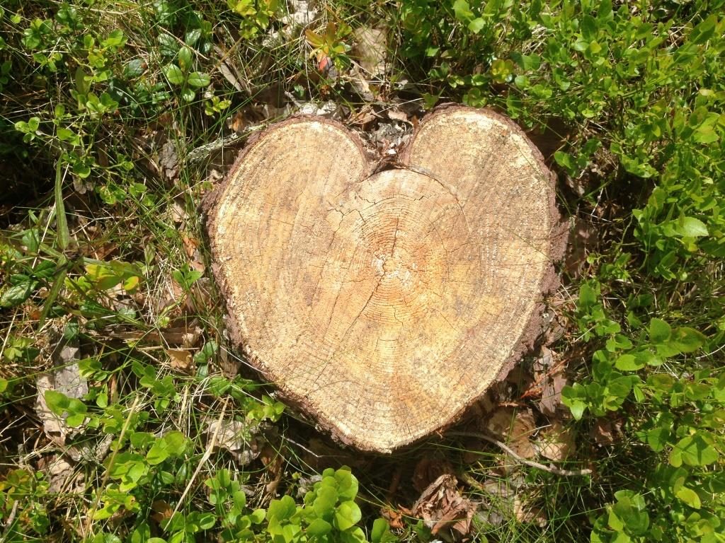 hjärta träd