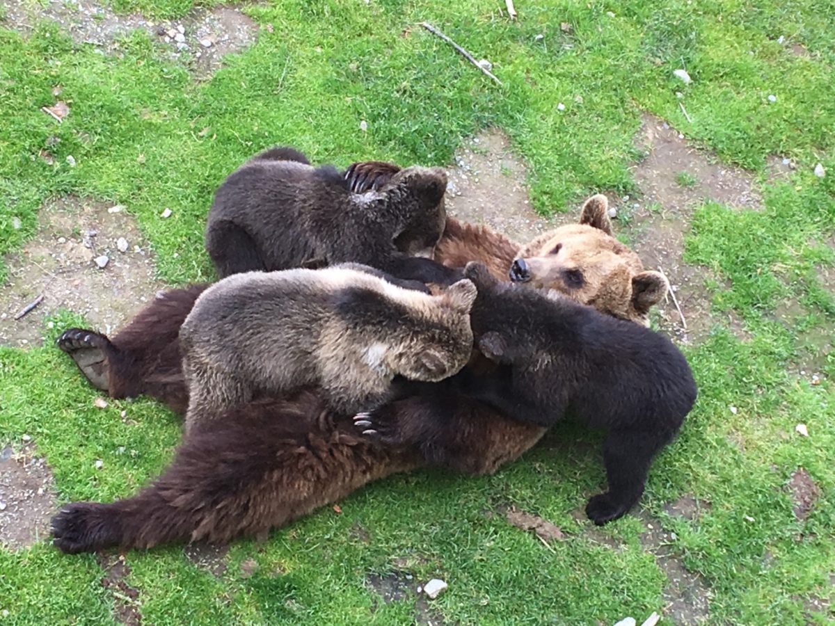 Träffa busiga björnungar i Lycksele djurpark