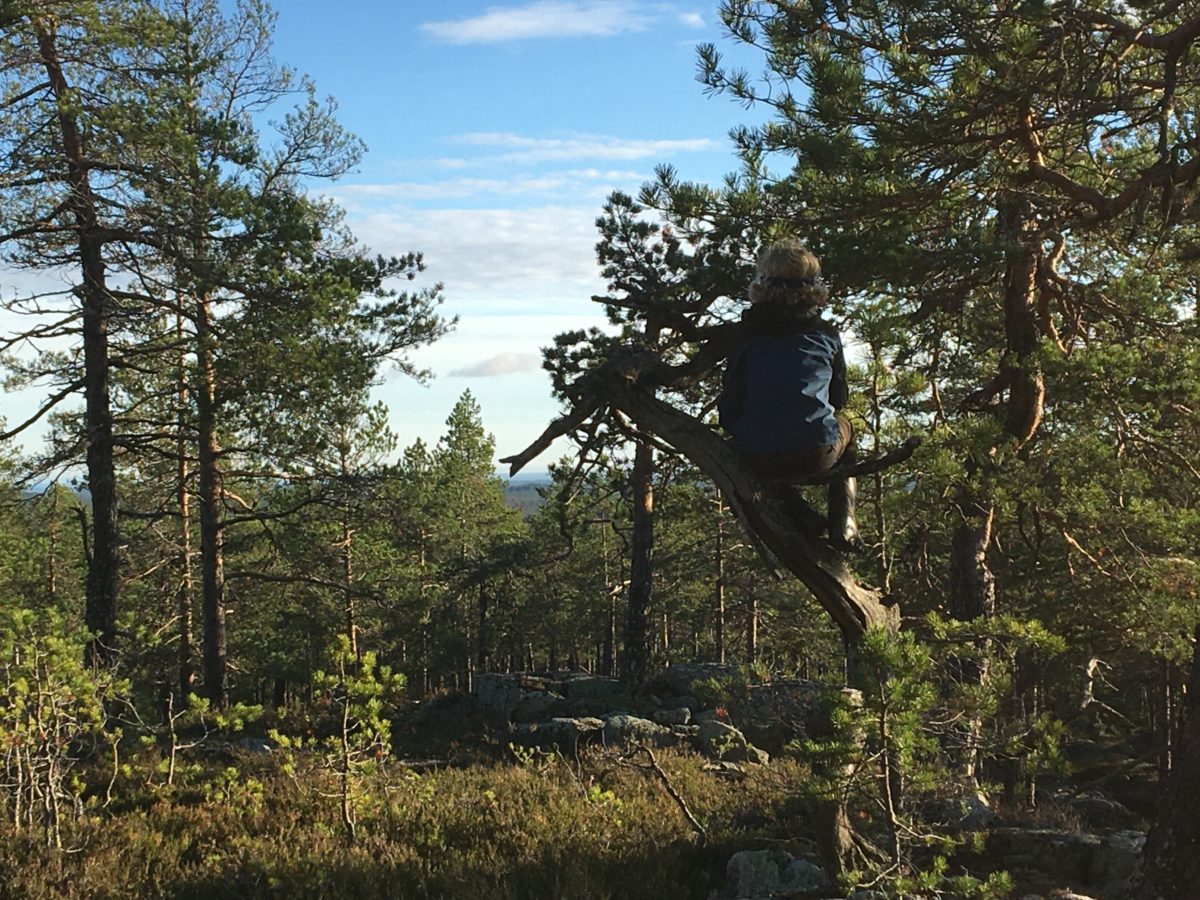 Besök en ny familjevänlig naturreservat nära Umeå