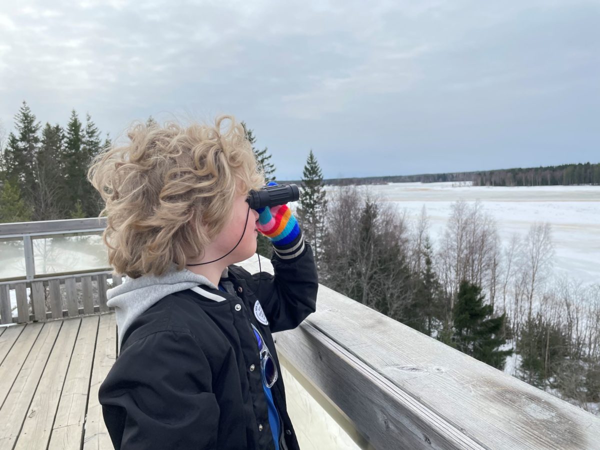 En enkel utflykt för barnfamiljer: fågeltornet mellan Umeå och Obbola
