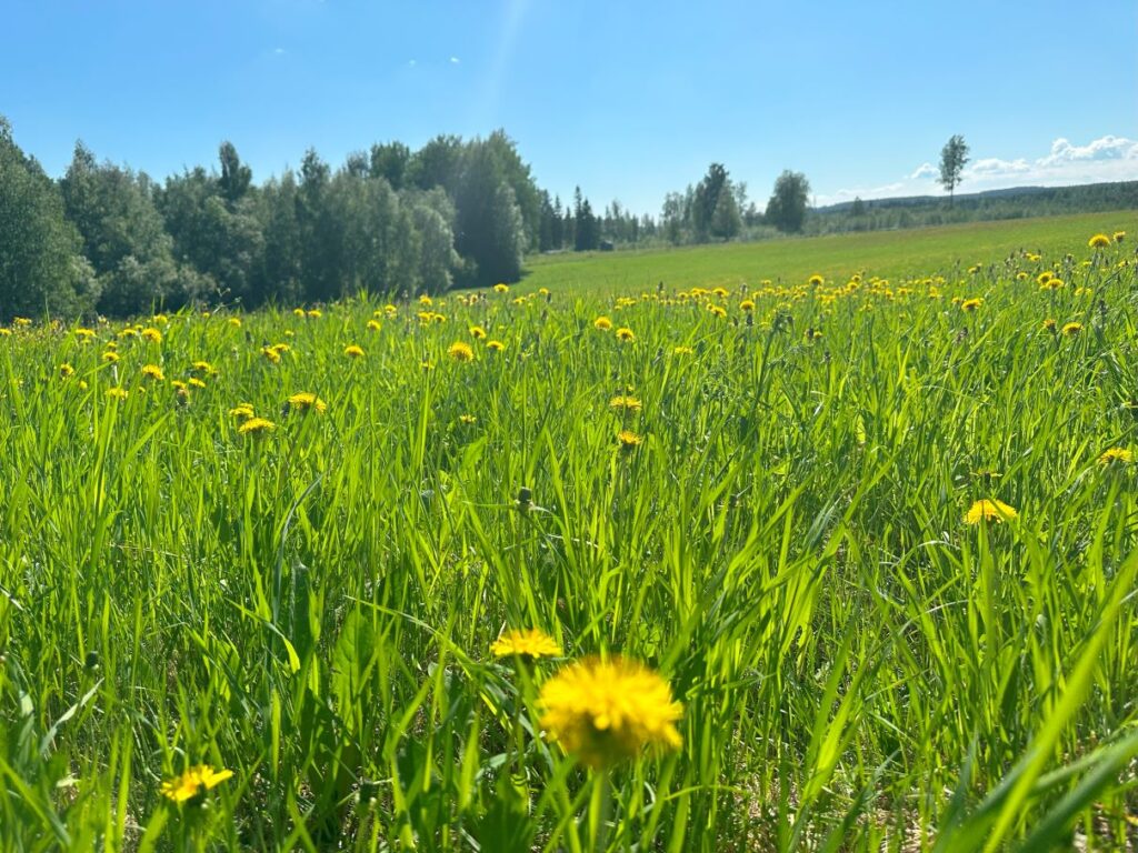 ävenflykter