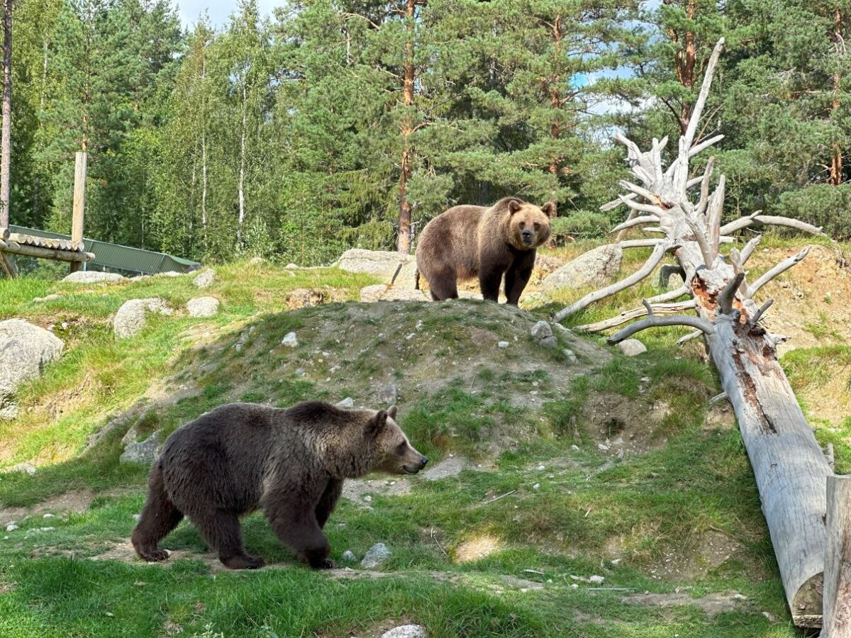 Ta barnen på en liten resa till Junsele djurpark - Ävenflykter