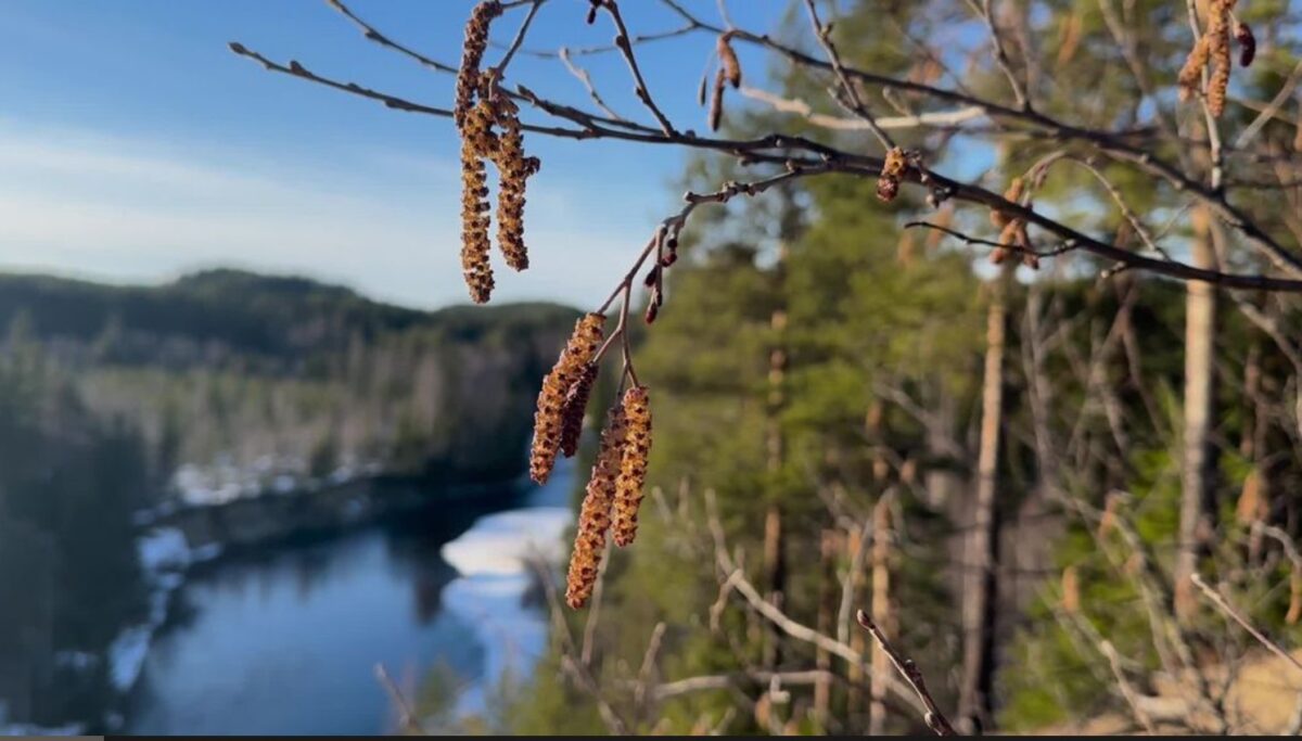 stugor i västerbotten
