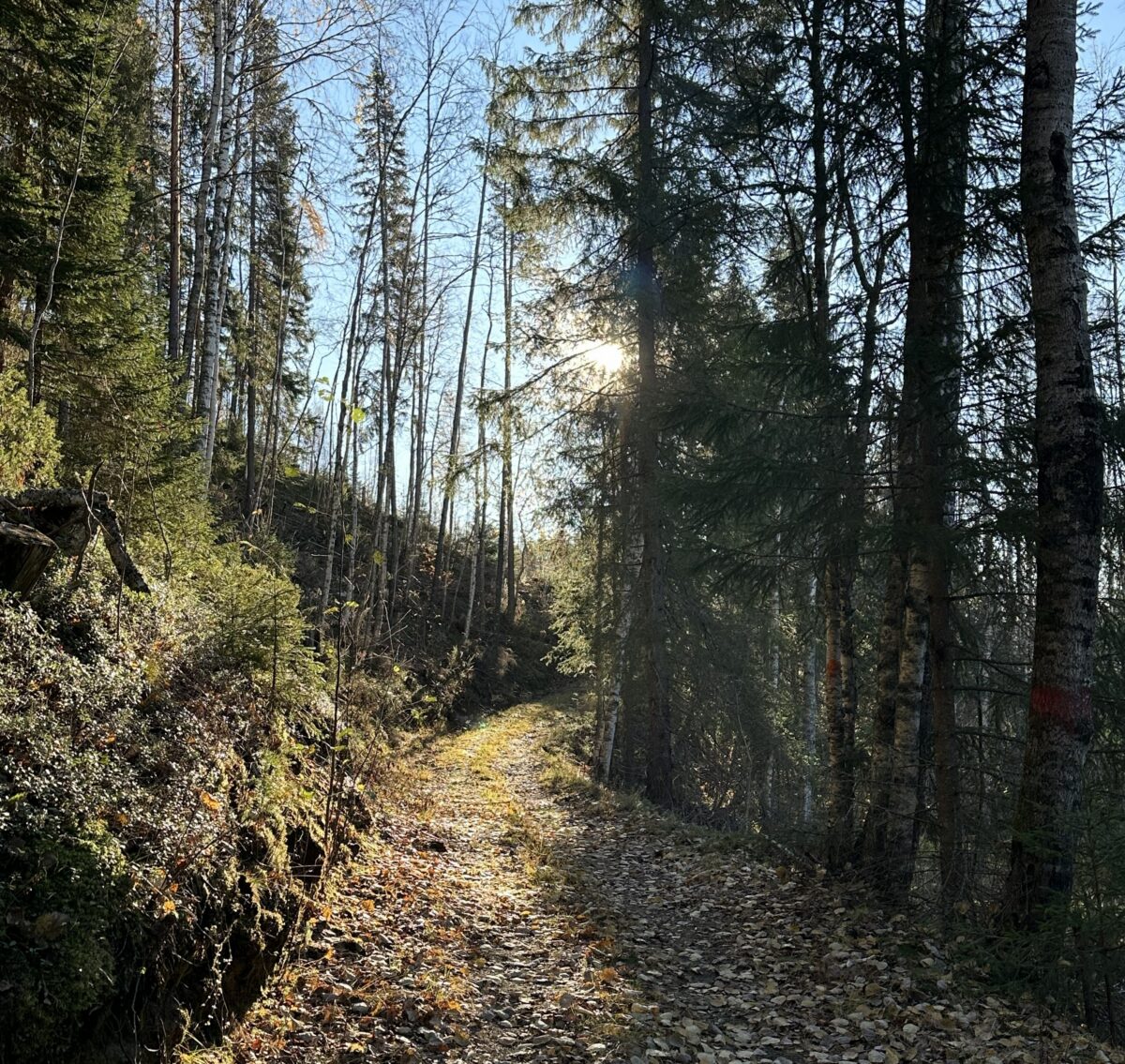 Vandra Lögdeälvsleden – komplett guide med karta, etapper och praktiska tips
