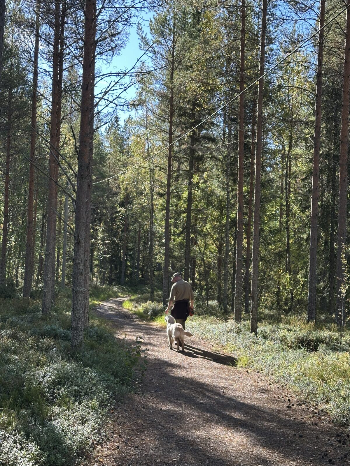 En längre vandring i Obbola