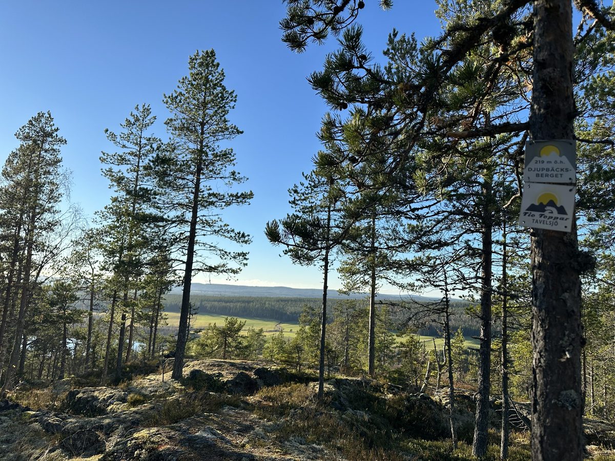 skog utsikt bergstopp